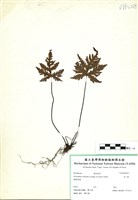 藏品(黑心蕨)的圖片